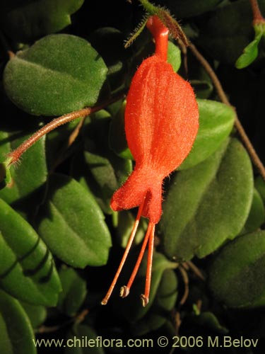 Imágen de Sarmienta repens (Medallita). Haga un clic para aumentar parte de imágen.